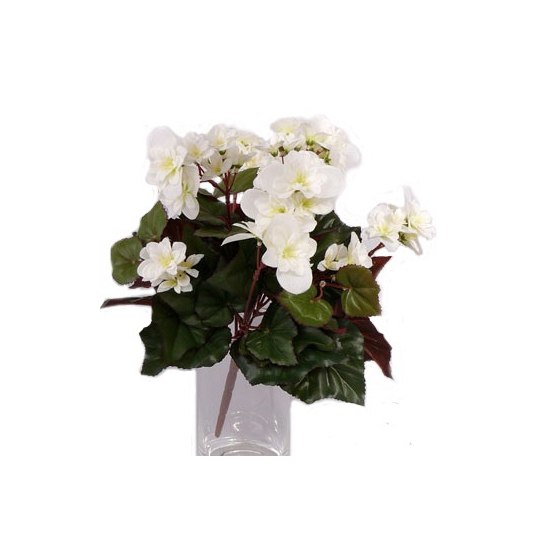Witte Begonias in pot 30 cm