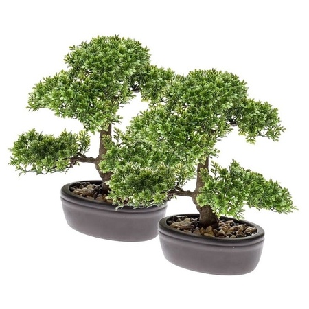 Ficus Mini Bonsai nepplant 32 cm 2 stuks