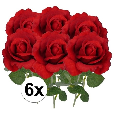 6x Art rose Carol red 37 cm
