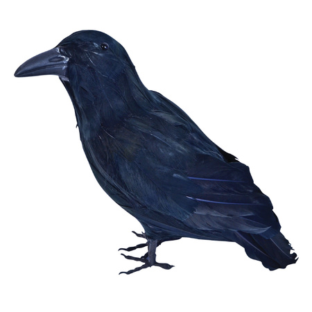 Horror Raven with feathers