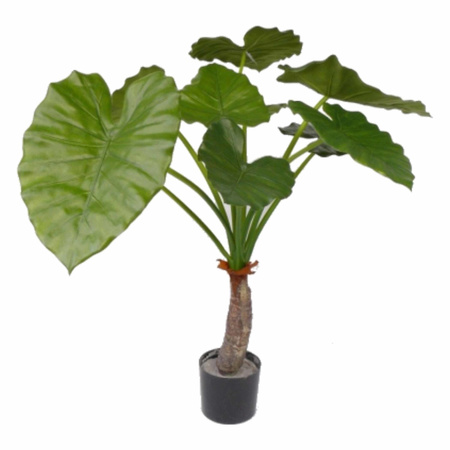 Binnen plant alocasia 80 cm