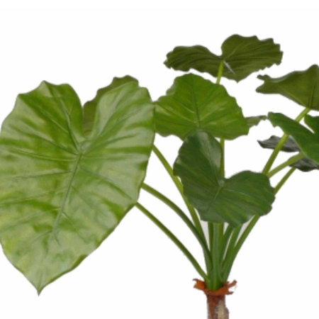 Binnen plant alocasia 80 cm
