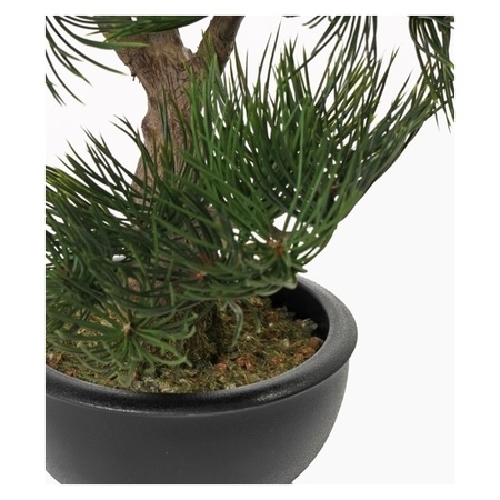 Pinus Deniflora nepplant 33 cm