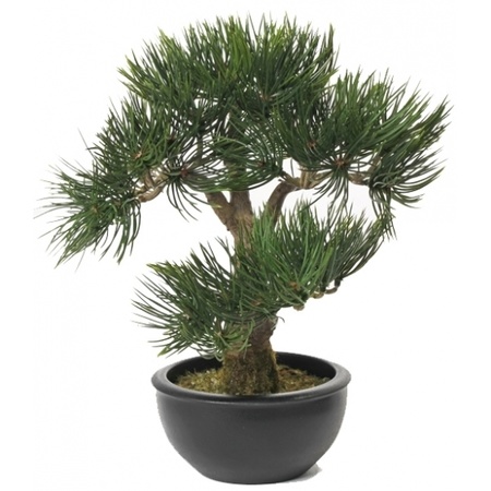 Pinus Deniflora nepplant 33 cm