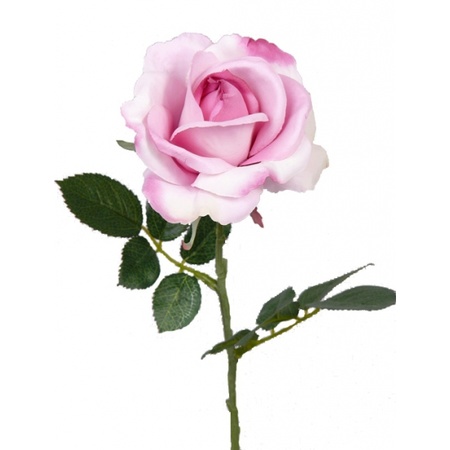 Art rose Carol pink 37 cm