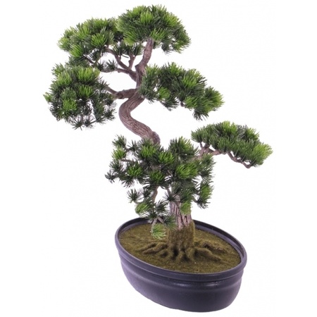 Japanse Den bonsai nepplant 40 cm