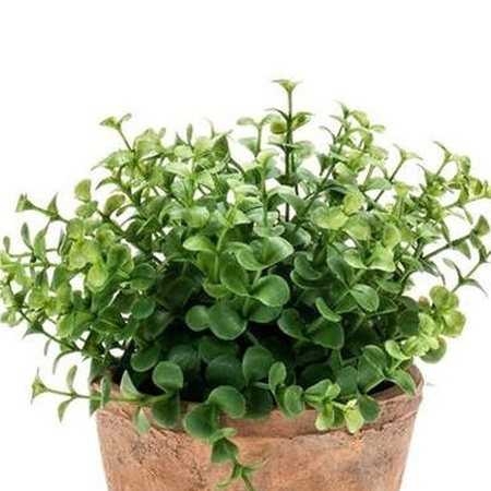 Kunstplant eucalyptus -  groen - in oud terracotta pot - 20 cm