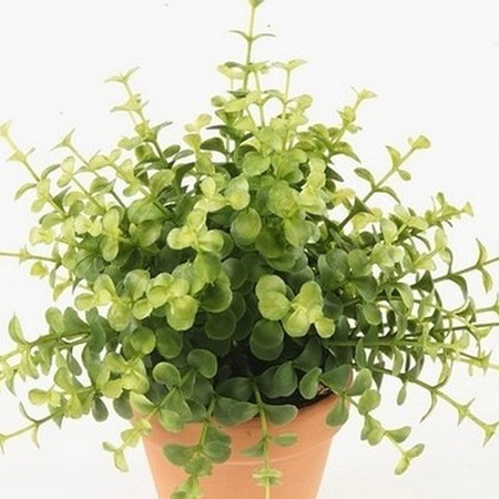 Kunstplant eucalyptus - groen - in terracotta pot - 20 cm