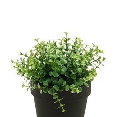 Kunstplant eucalyptus -  groen - in zwart potje - 20 cm