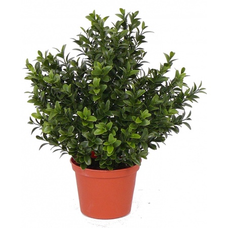 Artificial plants buxus in pot 31 cm