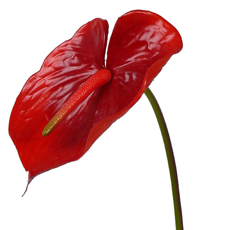 Red and green anthurium artificial flower 78 cm