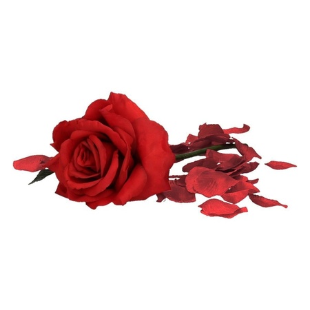 Valentines Day gift red rose 31 cm with burgundy red rose petals